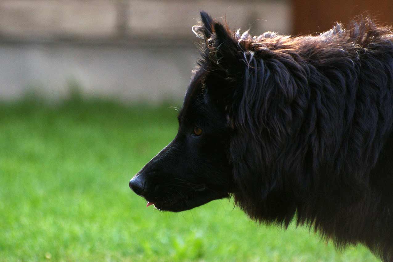 Chodský pes, Roxy, pozoruje další psy na zahradě