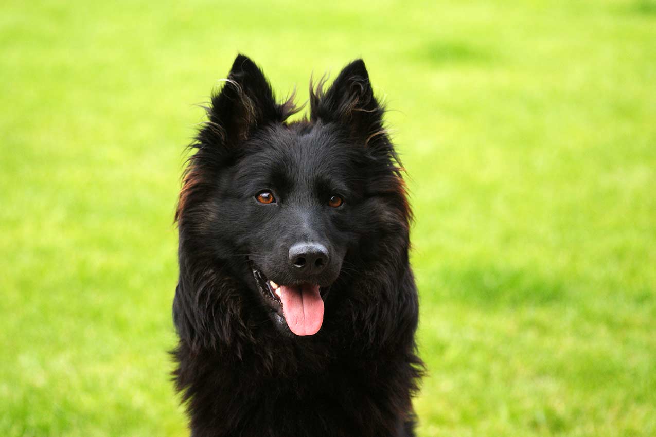 Portrét chodského psa - Roxy