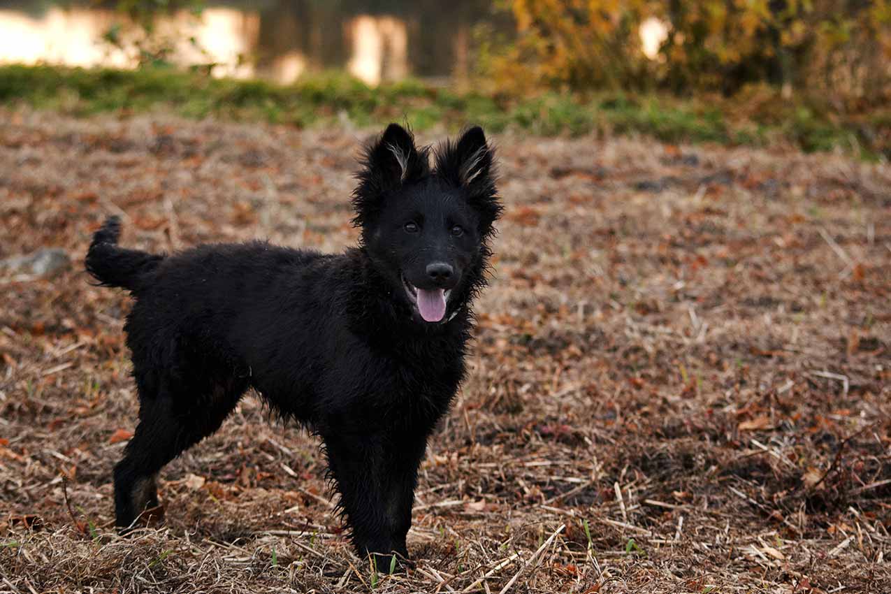 Černé štěně chodského psa stojí na poli