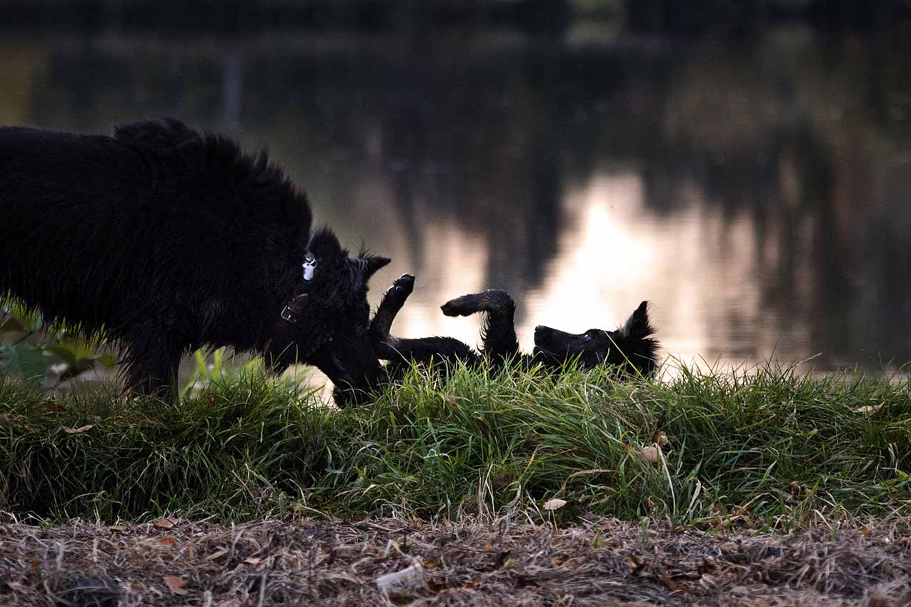 Chodský pes si hraje se štěnětem u rybníka