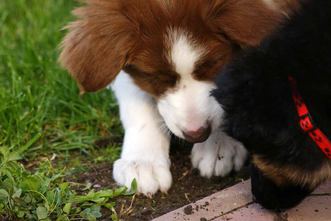 Štěně border kolie a chodského psa si hrají na trávě