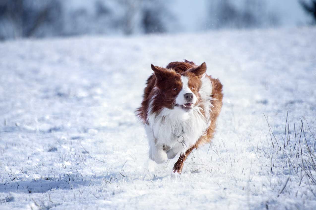 Borderka sprintuje ve sněhu